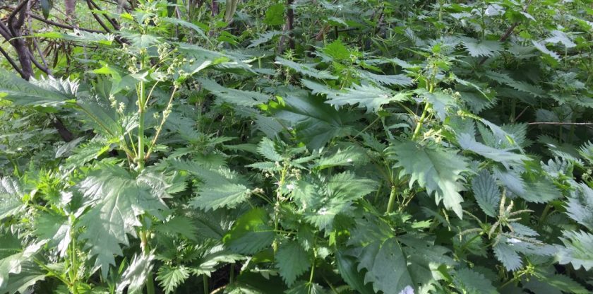 nettles
