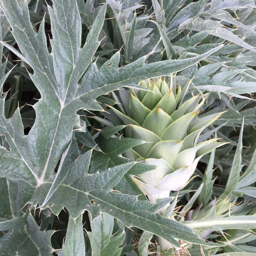 cretan artichoke