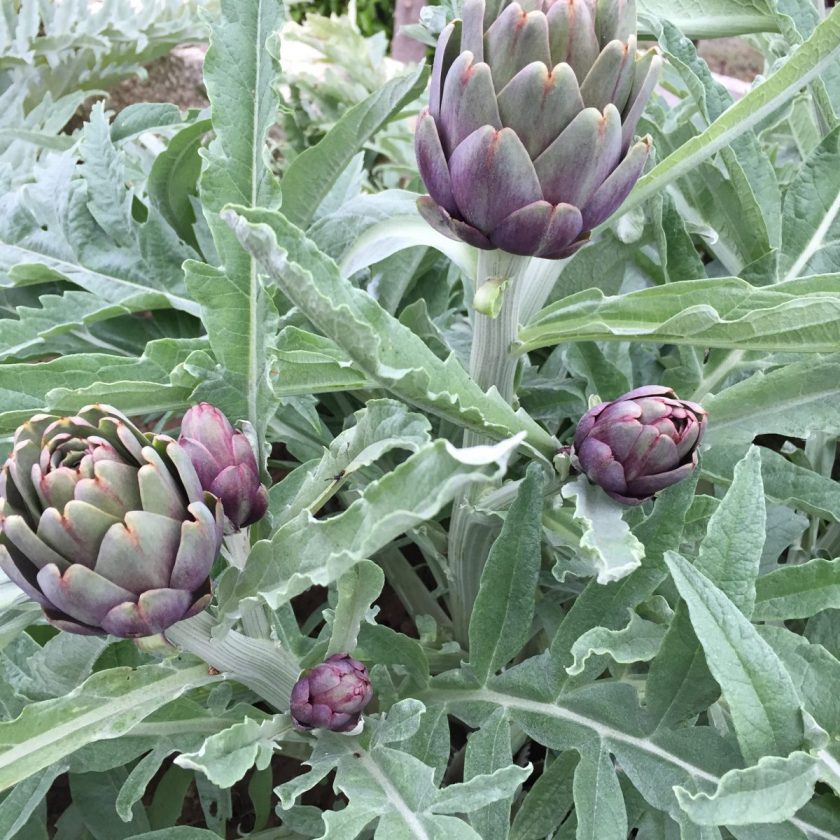 artichokes